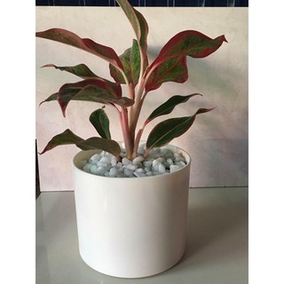 Chậu trụ tròn giả sứ đường kính 20cm