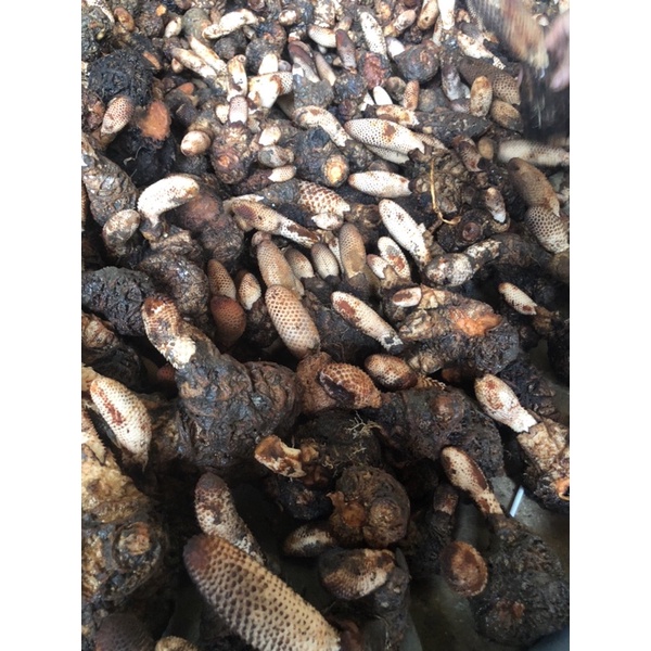 Tích dương tươi chuẩn rừng Tây Bắc