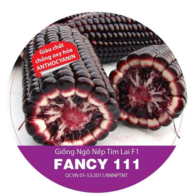 Hạt giống ngô nếp tím lai F1 FANCY 111