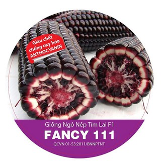 Hạt giống ngô nếp tím lai F1 FANCY 111