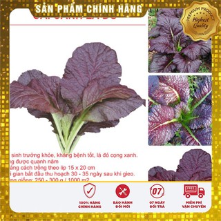 Hạt giống cải canh lá đỏ -20gr