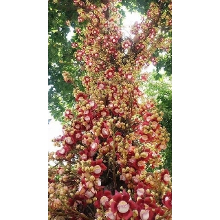 cây giống SALA - cây giống gửi đi nguyên bầu