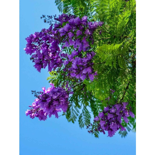 Cây giống phượng tím (cây hình cuối)
