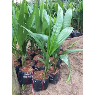 Cây Dừa sữa ngọt  - nước dừa như sữa tươi 🥛  - Cây Giống Nhập Khẩu