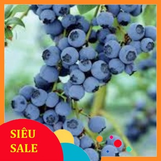 🎯cây việt quất tứ quý 🎯 sai quả quanh năm phù hợp mọi khí hậu