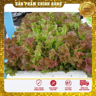 Hạt Giống Rau Xà Lách Xoăn Tím - 1gr