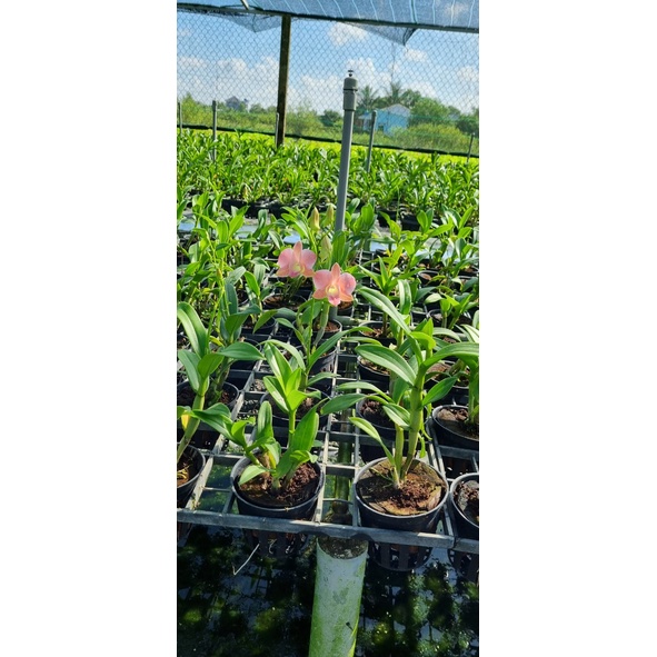 HOA LAN DENRO MÔI SON