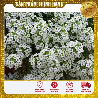 Hạt giống hoa ngàn sao trắng (50 hạt)