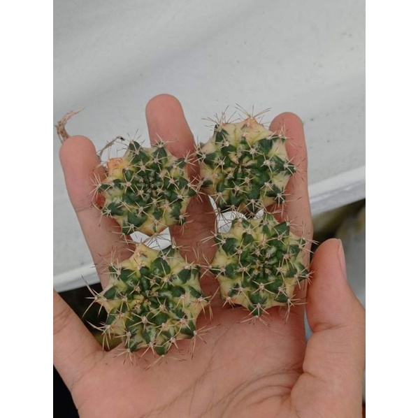 Xương rồng trứng vàng 1 cây