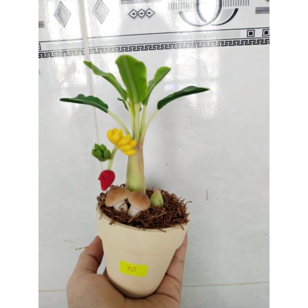 Chậu chuối đất sét mini