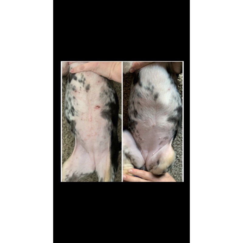 Chai xịt Veterinary Formula Cam chuyên về da nấm các loại cho thú cưng chó mèo