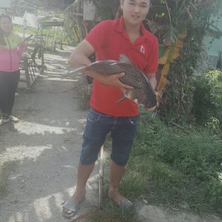 Tinh mùi câu cá hương Hổ ( thơm )