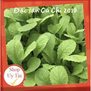 [Nảy mầm tốt] Hạt giống cải bẹ xanh mỡ ăn non Rado 638