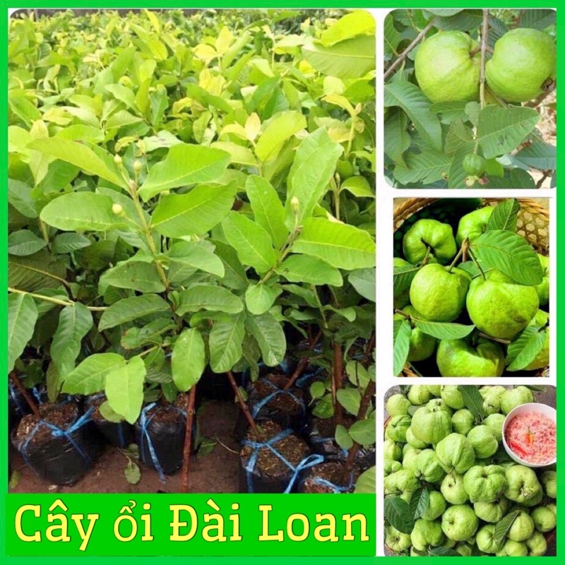 Cây ổi lê Đài Loan cao 70-90 cm(ảnh thật hình cuối)