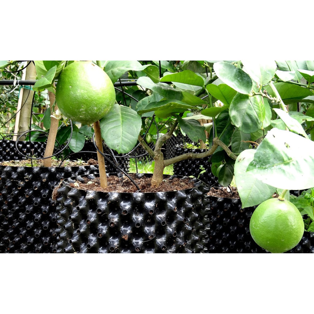 Đế Lót Bầu Ươm Thông Minh Ropot ĐK 50cm