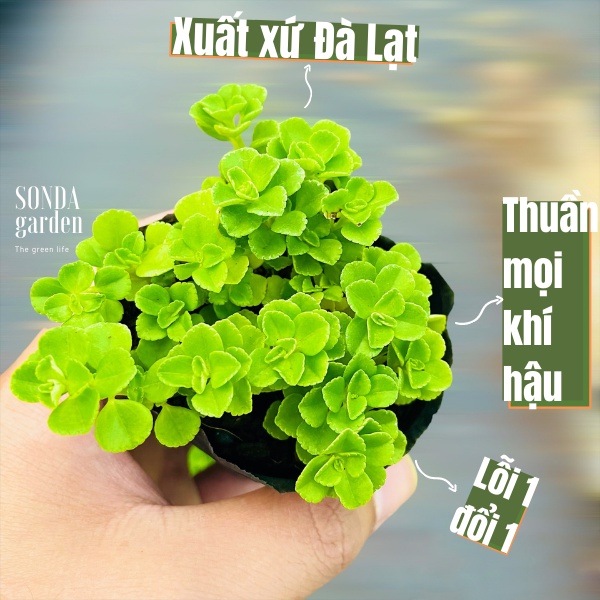 Cỏ sedum lục hà SONDA GARDEN size bé 5-6cm, xuất xứ Đà Lạt, khoẻ đẹp, lỗi 1 đổi 1