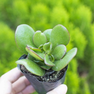Sen đá thạch bích 5-7cm - Vườn sen đá
