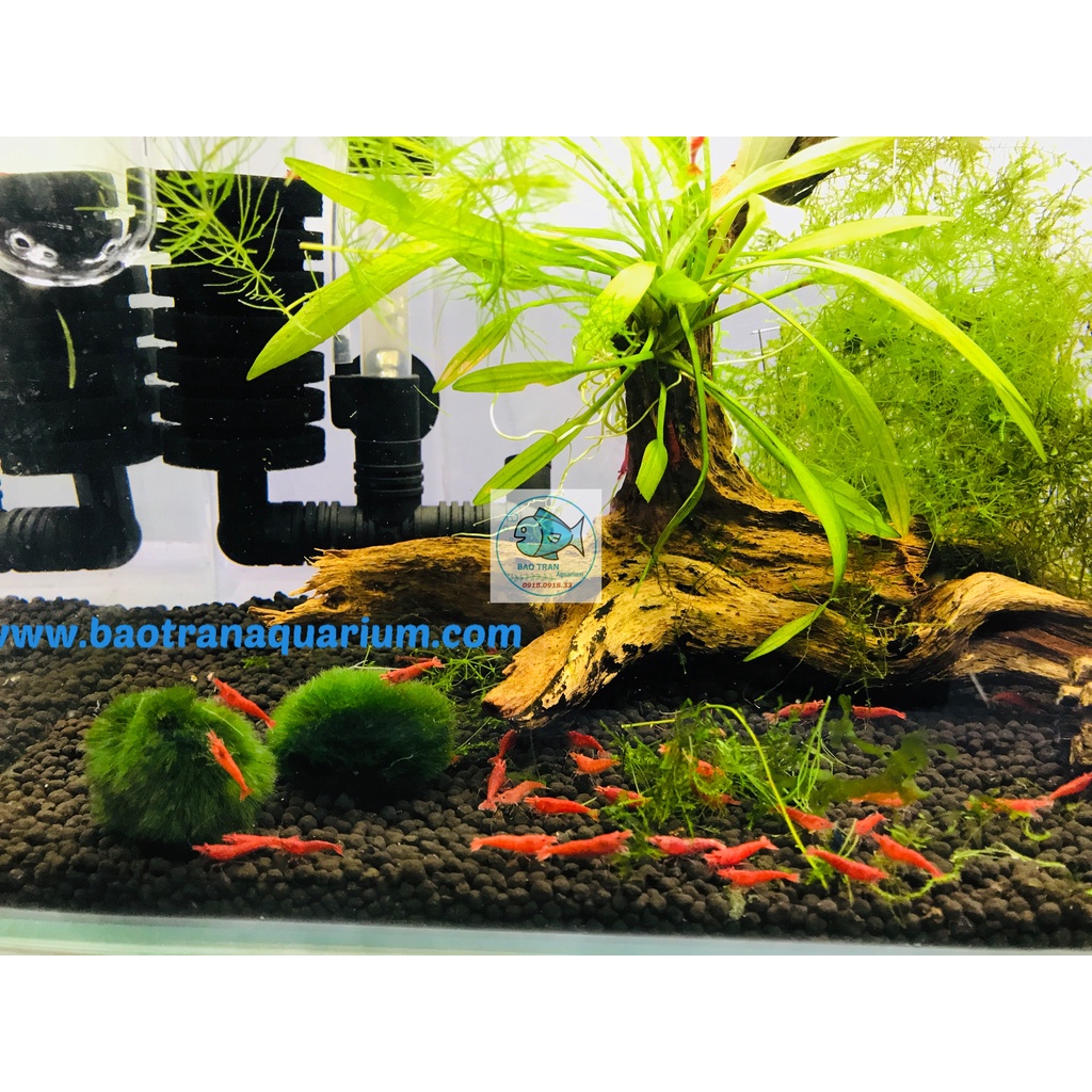 Phân nền Gex Đỏ chuyên tép bao 8kg - Bảo Trân Aquarium