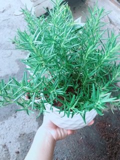 Chậu hương thảo
