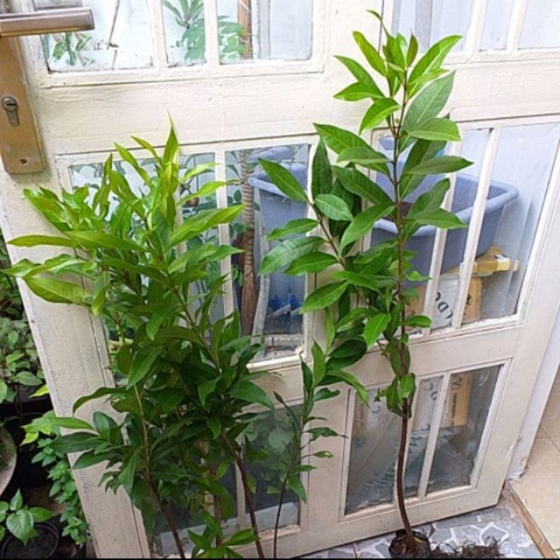 Cây vối nếp cao 1m