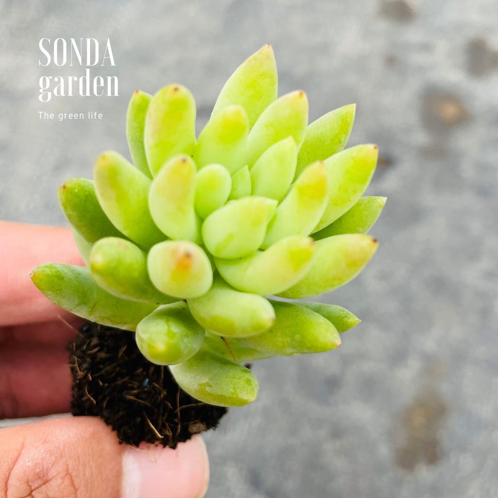 Sen đá chuỗi ngọc đứng SONDA GARDEN size mini 2.5-4cm, xuất xứ Đà Lạt, khoẻ đẹp, lỗi 1 đổi 1