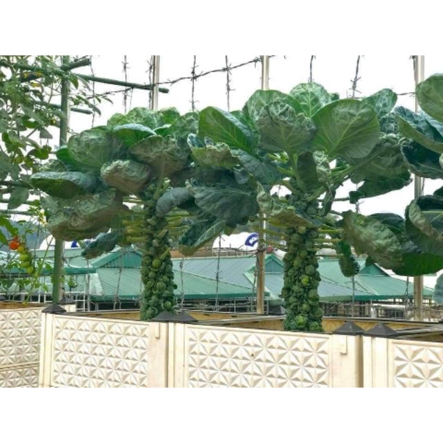 Hạt giống bắp cải mini - Brussels Sprouts