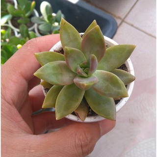 Cây cảnh: sen đá đỏ