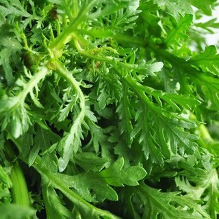 20gram HẠT GIỐNG RAU TẦN Ô