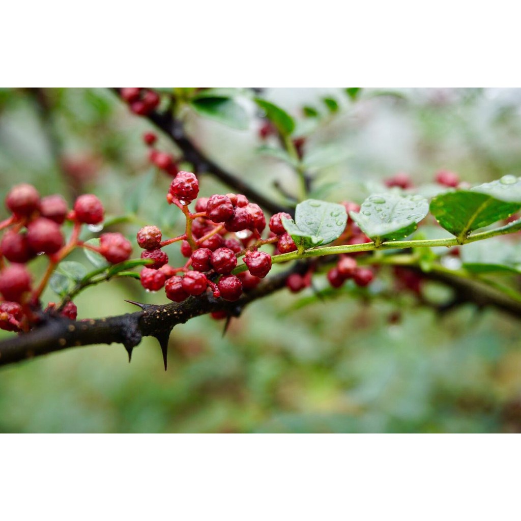 Tiêu Tứ Xuyên Ông Chà Và Thượng Hạng 12 gram (SICHUAN PEPPER) PREMIUM QUALITY