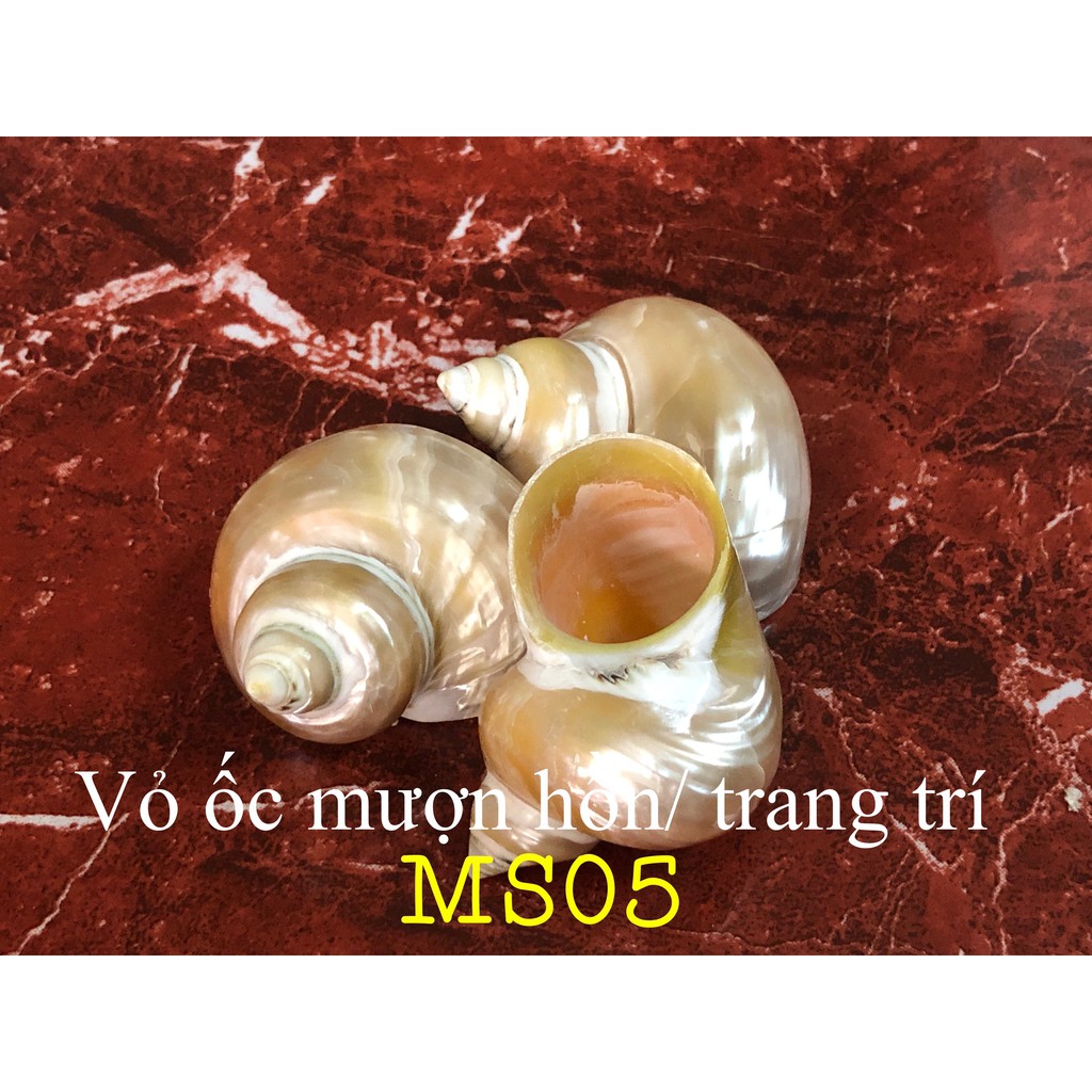 Vỏ Ốc mượn hồn đẹp - Ốc mượn hồn nhập khẩu Indo (Vỏ xà cừ Ốc mượn hồn cao cấp)