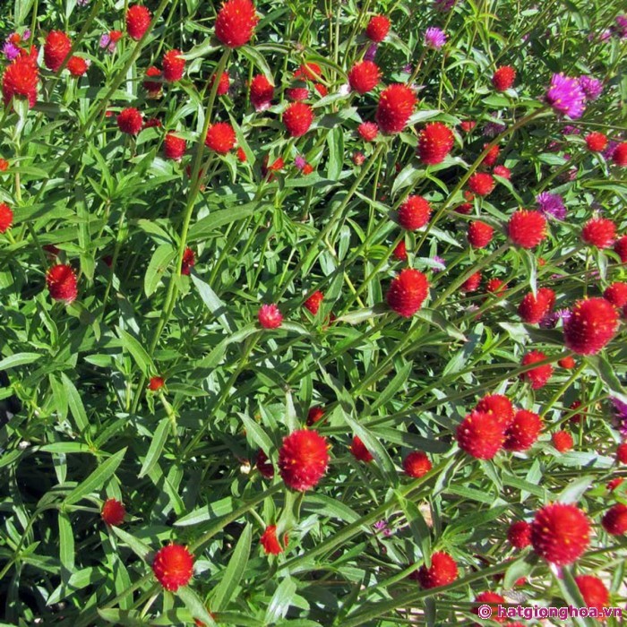 [Gói 150 hạt] Hạt Giống Hoa Cúc Bách Nhật Đỏ F1 Loại Siêu Dễ Trồng, Hoa Nở Đẹp Tặng kèm Hướng Dẫn Trồng