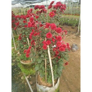 1 Cây Cúc cổ Sơn la (cây giống)