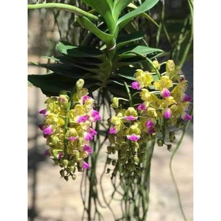 (Siêu rẻ) Hoa lan hoàng nhạn tháng tư hoa thơm đẹp