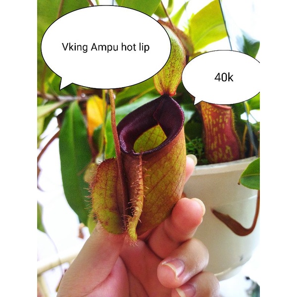 cây nắp ấm Viking x Ampu hotlip size M