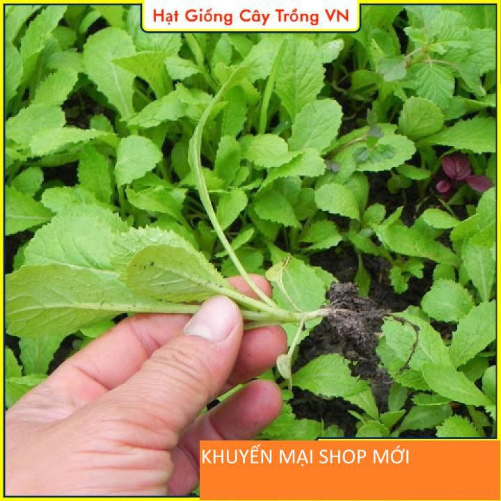 Hạt giống Cải Bẹ Xanh Mỡ Ăn Non Dễ Trồng, Nhanh Thu Hoạch - Gói 20 Gram khuyến mại shop mới