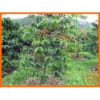 Cây giống Cà phê vối (Robusta)