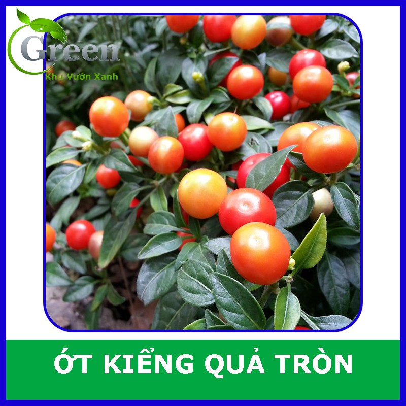 Hạt Giống Ớt Kiểng Quả Tròn Thái Lan