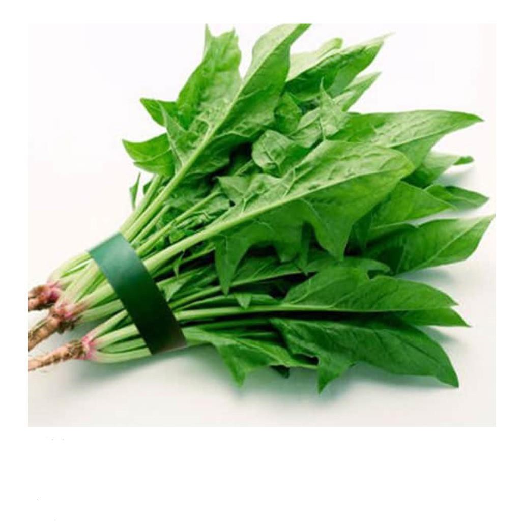 GÓI 100 HẠT GIỐNG CẢI BÓ XÔI 10g Hạt Giống Cải Bó Xôi - Chịu Nhiệt, Dễ Trồng  Rau Chân Vịt