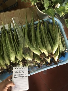 Nha đam Mỹ