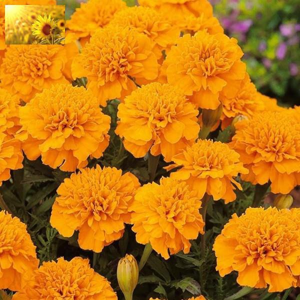 Hạt Giống Hoa Cúc Vạn Thọ Pháp Vàng Cam  - MUA 3 TẶNG 1 CÙNG LOẠI