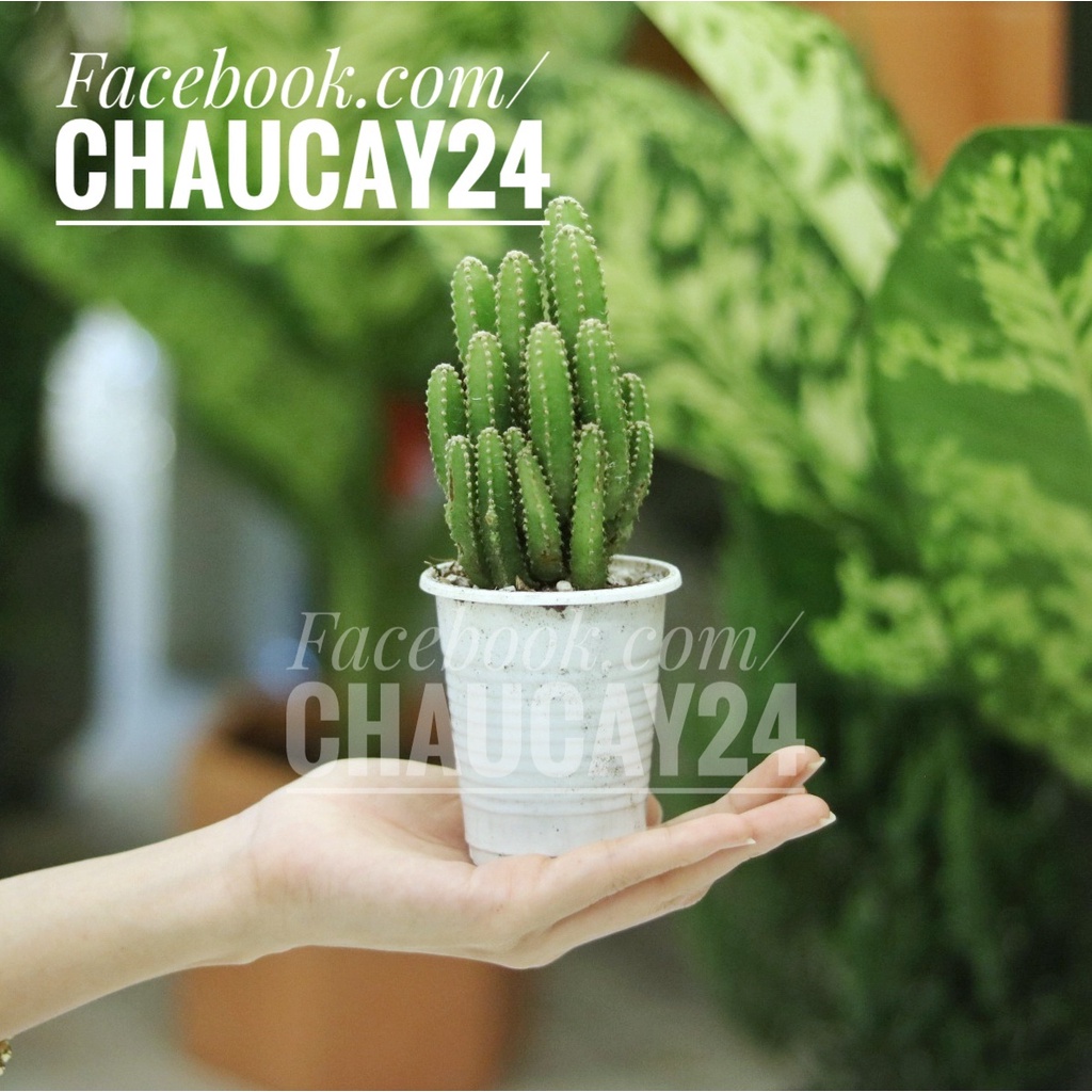 Xương rồng Thanh Sơn Trang Trí Tiểu Cảnh Terrarium, cây để bàn