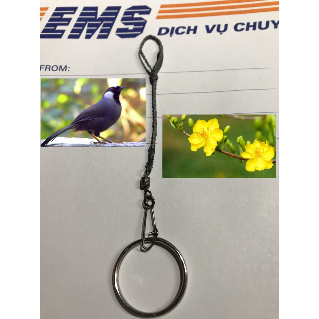 Dây xích chân chim Khướu
