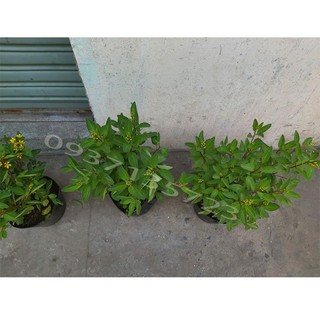 CÂY KIM ĐỒNG VÀNG CÂY CAO