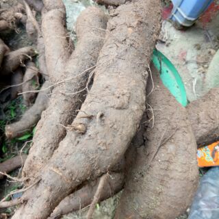 Củ gai tươi trên 10 năm tuổi