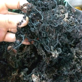 Rong biển ướt nấu sâm 1kg