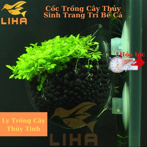Cốc Trồng Cây Thủy Sinh Trang Trí Bể Cá, Cây Thủy Sinh