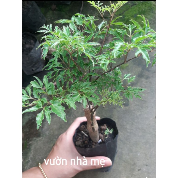 Cây đinh lăng lá nhuyễn