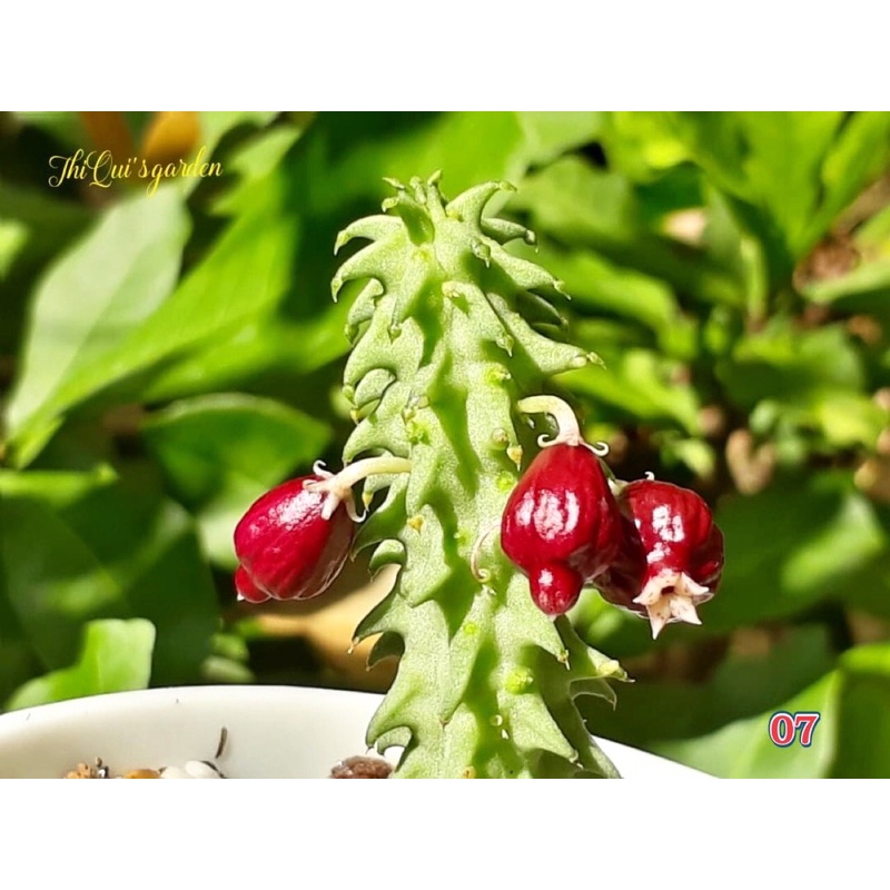 Xương rồng sao biển giống mới hình trái lựu dễ thương