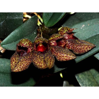 Lan Lọng Giày - Bulbophyllum frostii