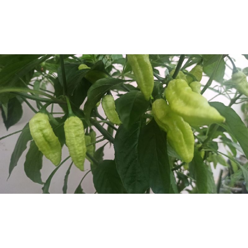 Hạt ớt LEMON GHOST